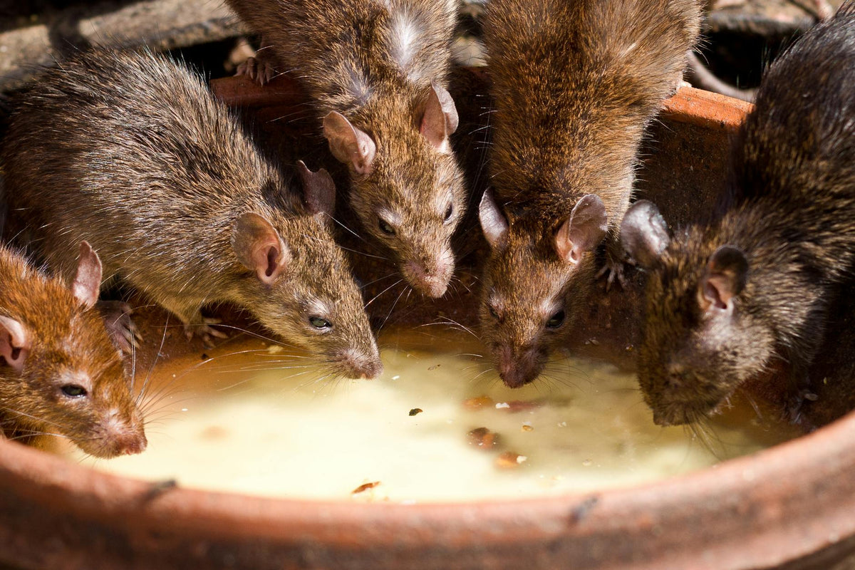 Rodent Control – DIY Rat Rid